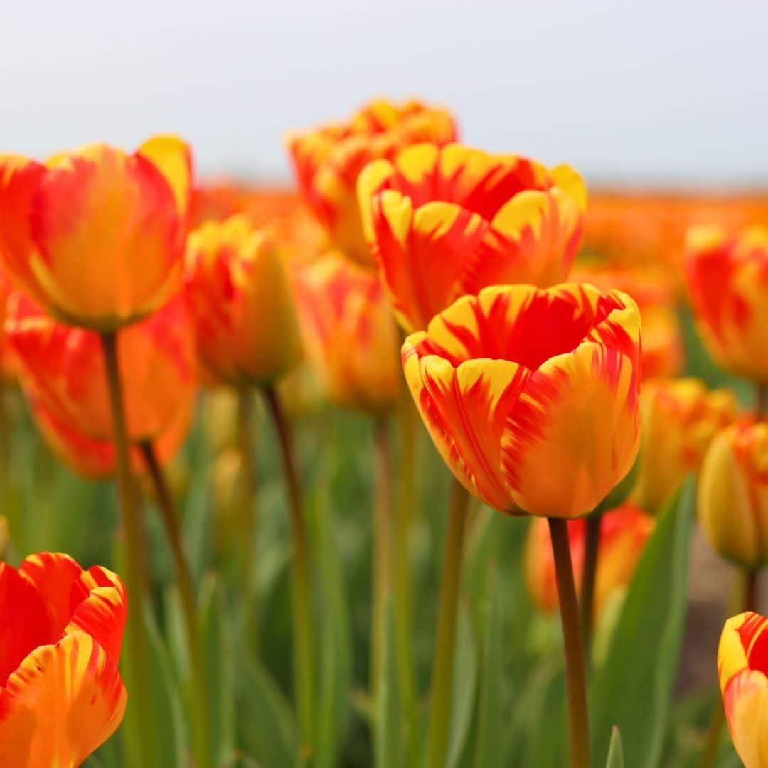 Flowerbulbs amsterdam Dutch Flower Mix - Luxe box large, 75 bloembollen voor 2 m2 bloemenpracht - Maat 12+ (8720938490194)