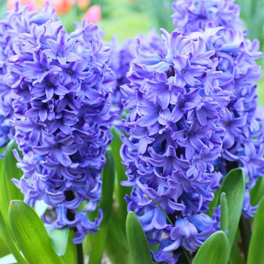 Flowerbulbs amsterdam Dutch Flower Mix - Luxe box large, 75 bloembollen voor 2 m2 bloemenpracht - Maat 12+ (8720938490194)