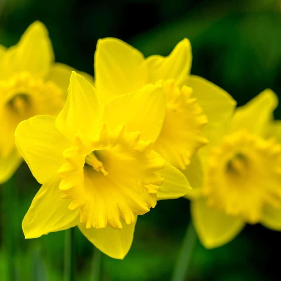 Flowerbulbs amsterdam Dutch Flower Mix - Luxe box large, 75 bloembollen voor 2 m2 bloemenpracht - Maat 12+ (8720938490194)
