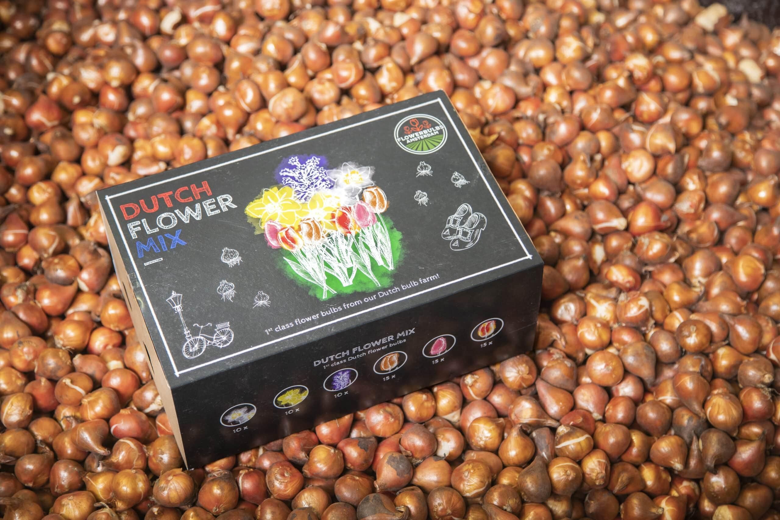 Flowerbulbs amsterdam Dutch Flower Mix - Luxe box large, 75 bloembollen voor 2 m2 bloemenpracht - Maat 12+ (8720938490194)