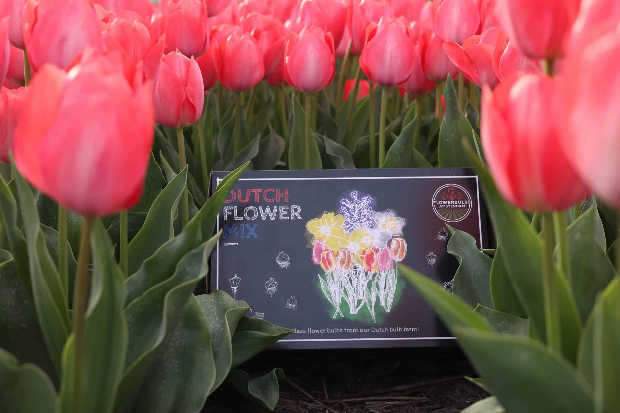 Flowerbulbs amsterdam Dutch Flower Mix - Luxe box large, 75 bloembollen voor 2 m2 bloemenpracht - Maat 12+ (8720938490194)