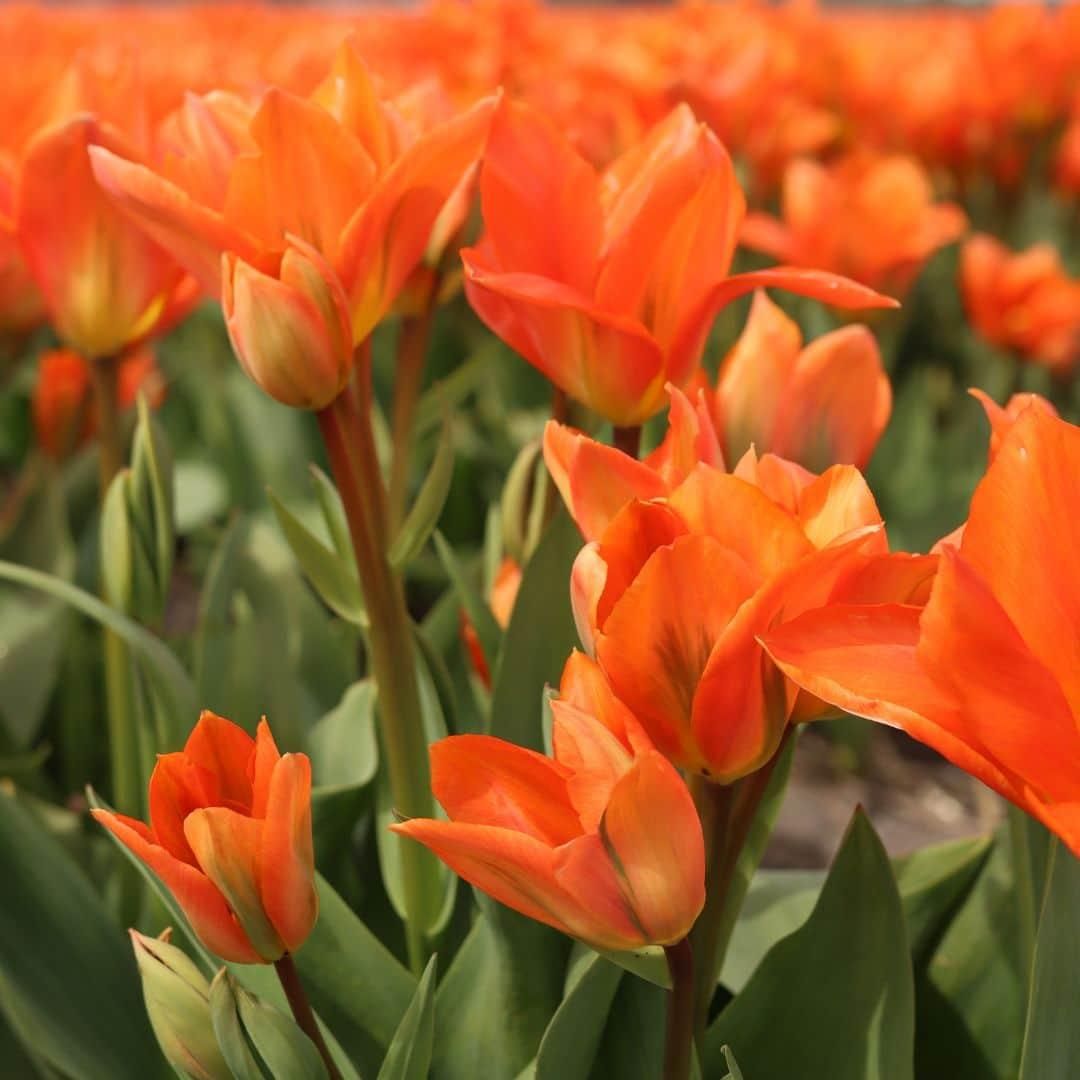 Flowerbulbs amsterdam Dutch Tulip Mix - Luxe box large, 90 bloembollen voor 2,5 m2 bloemenpracht - Maat 12+ (8720938490187)