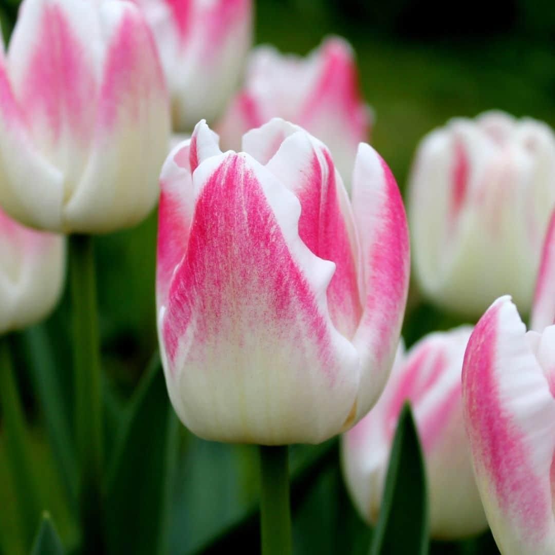 Flowerbulbs amsterdam Dutch Tulip Mix - Luxe box large, 90 bloembollen voor 2,5 m2 bloemenpracht - Maat 12+ (8720938490187)