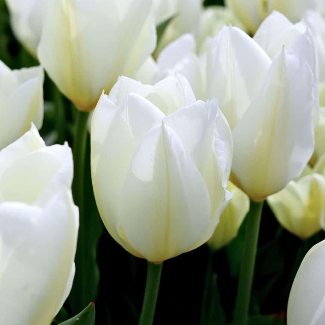 Flowerbulbs amsterdam Dutch Tulip Mix - Luxe box large, 90 bloembollen voor 2,5 m2 bloemenpracht - Maat 12+ (8720938490187)
