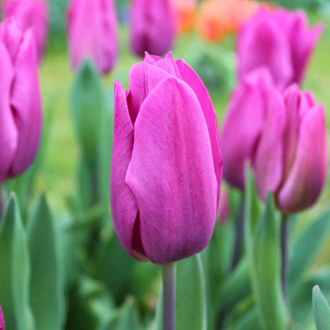 Flowerbulbs amsterdam Dutch Tulip Mix - Luxe box large, 90 bloembollen voor 2,5 m2 bloemenpracht - Maat 12+ (8720938490187)