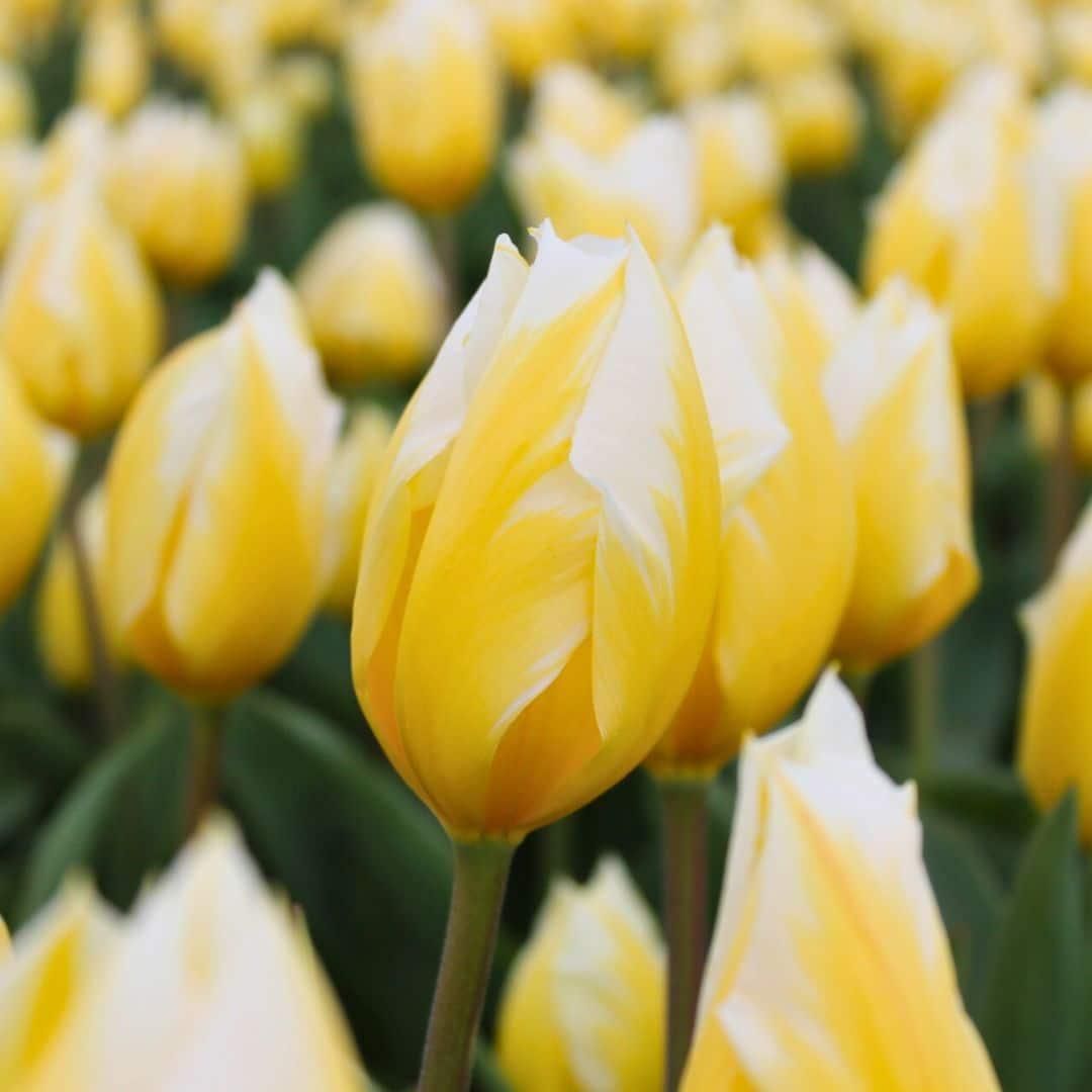 Flowerbulbs amsterdam Dutch Tulip Mix - Luxe box large, 90 bloembollen voor 2,5 m2 bloemenpracht - Maat 12+ (8720938490187)
