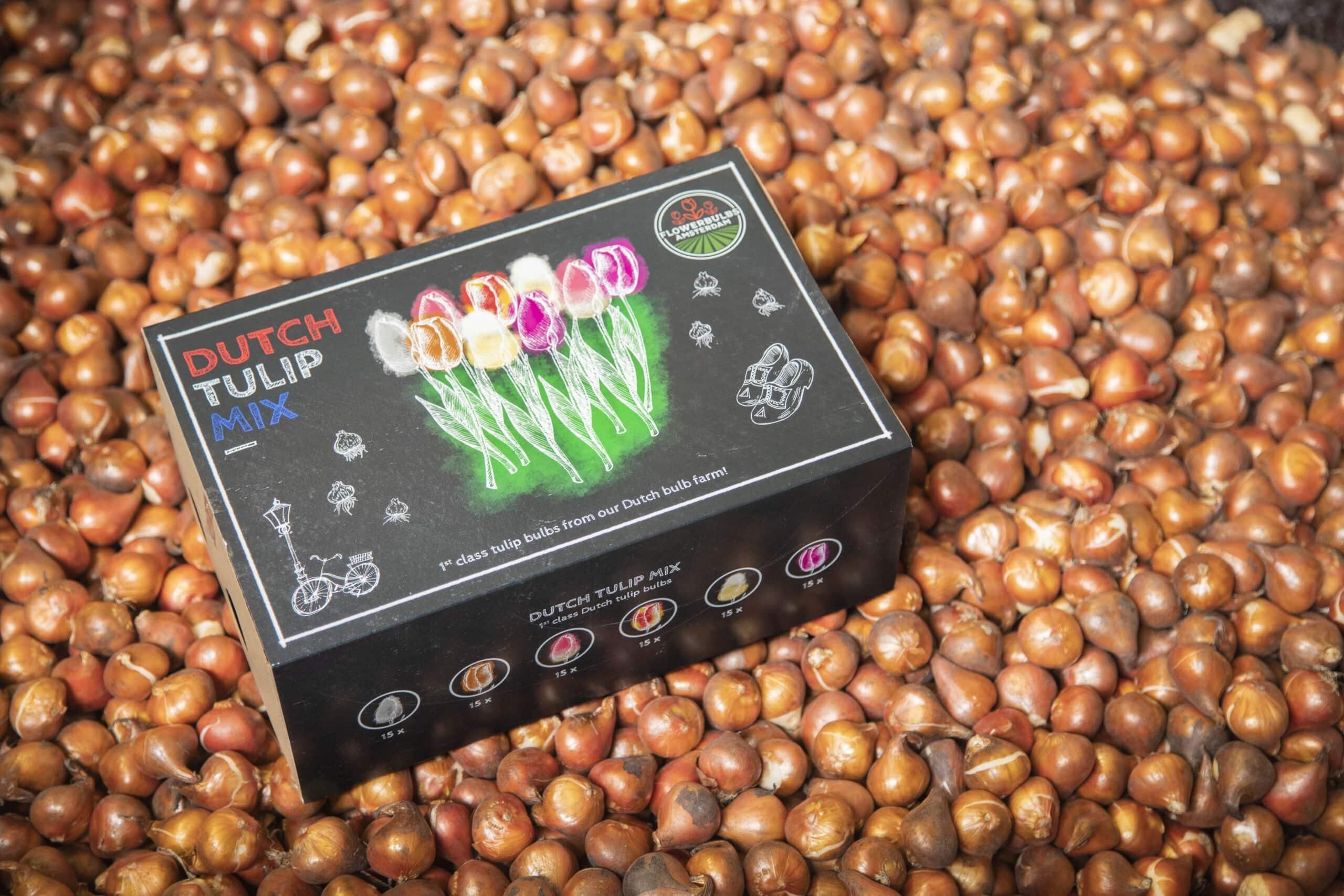Flowerbulbs amsterdam Dutch Tulip Mix - Luxe box large, 90 bloembollen voor 2,5 m2 bloemenpracht - Maat 12+ (8720938490187)
