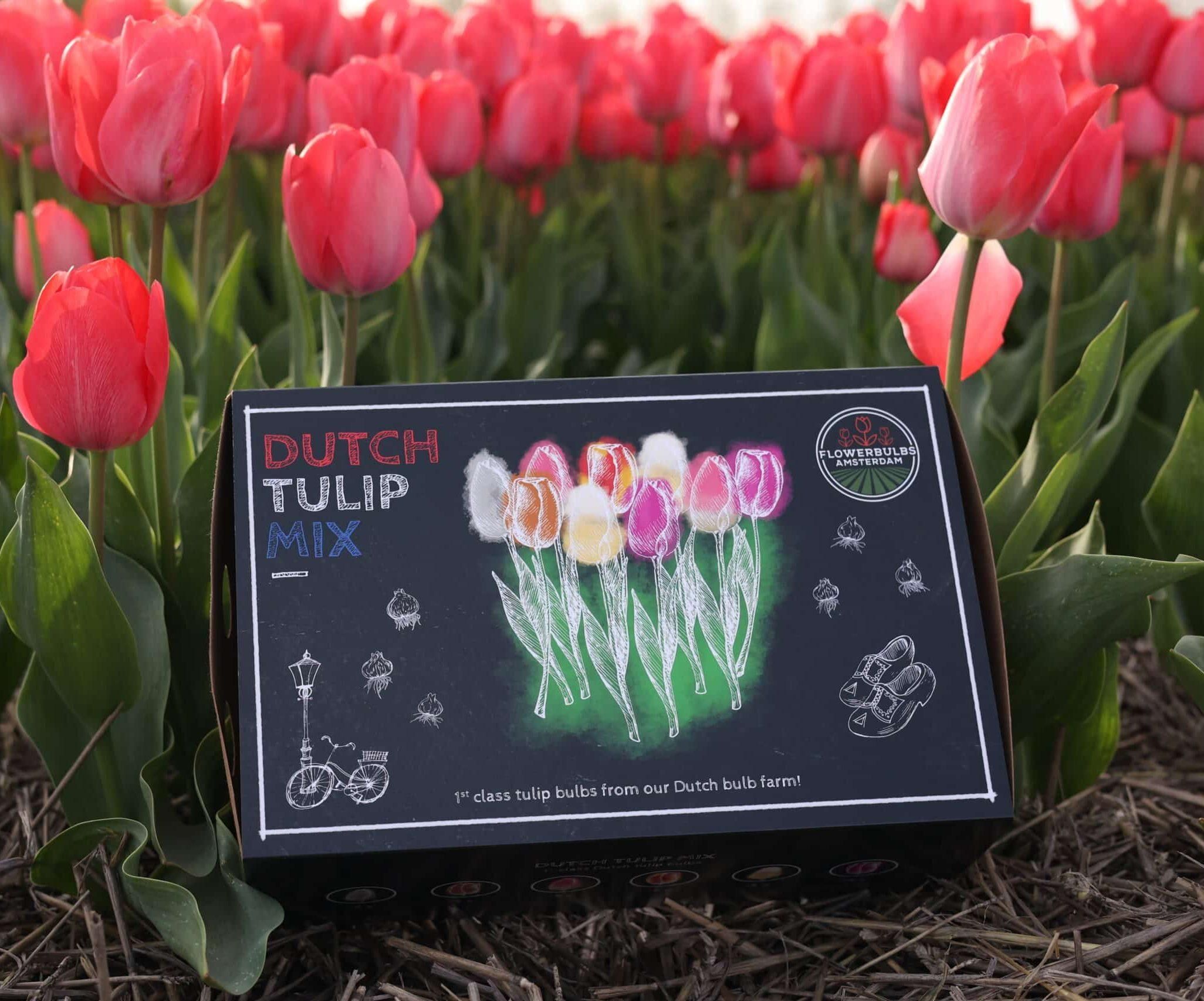 Flowerbulbs amsterdam Dutch Tulip Mix - Luxe box large, 90 bloembollen voor 2,5 m2 bloemenpracht - Maat 12+ (8720938490187)
