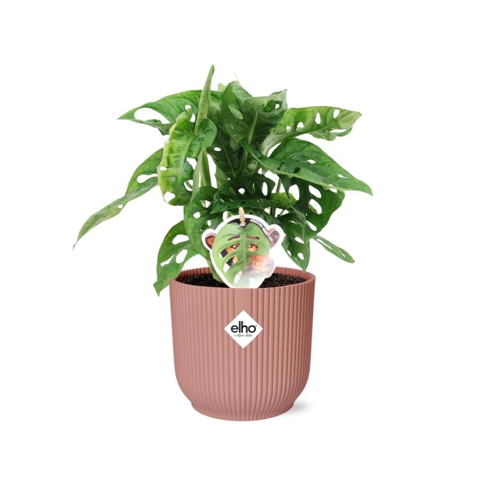 Monstera ‘Monkey Leaf’ in ELHO Vibes Fold 14cm roze (21728)