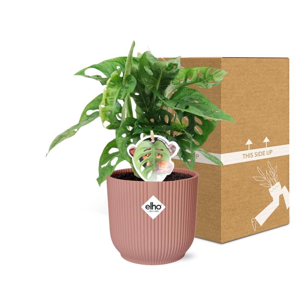 Monstera ‘Monkey Leaf’ in ELHO Vibes Fold 14cm roze (21728)