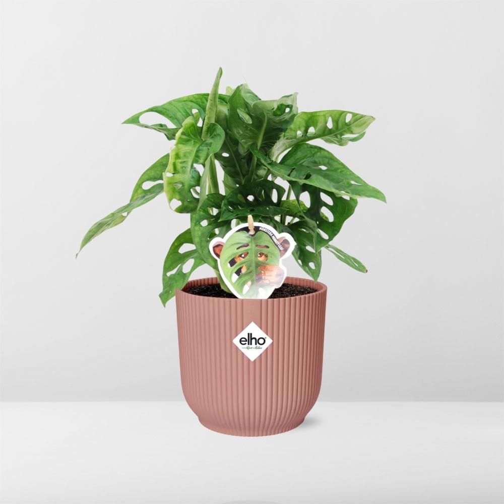 Monstera ‘Monkey Leaf’ in ELHO Vibes Fold 14cm roze (21728)