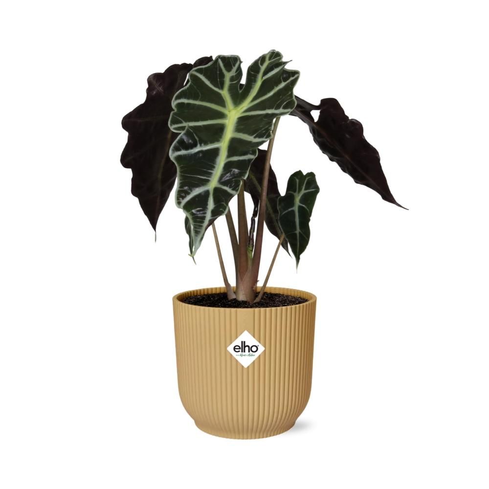 Alocasia ‘Polly’ in ELHO Vibes Fold 14cm geel (21703)