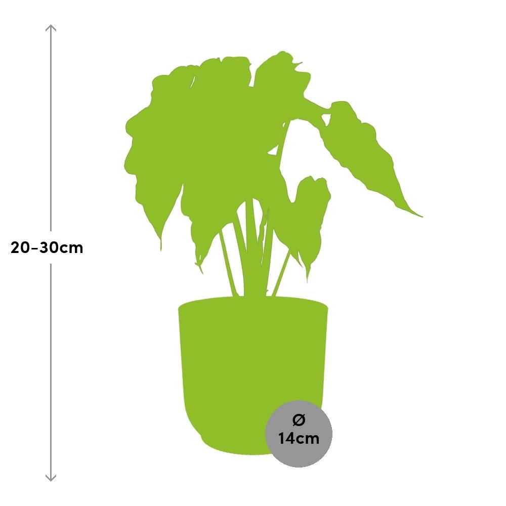 Alocasia ‘Polly’ in ELHO Vibes Fold 14cm geel (21703)