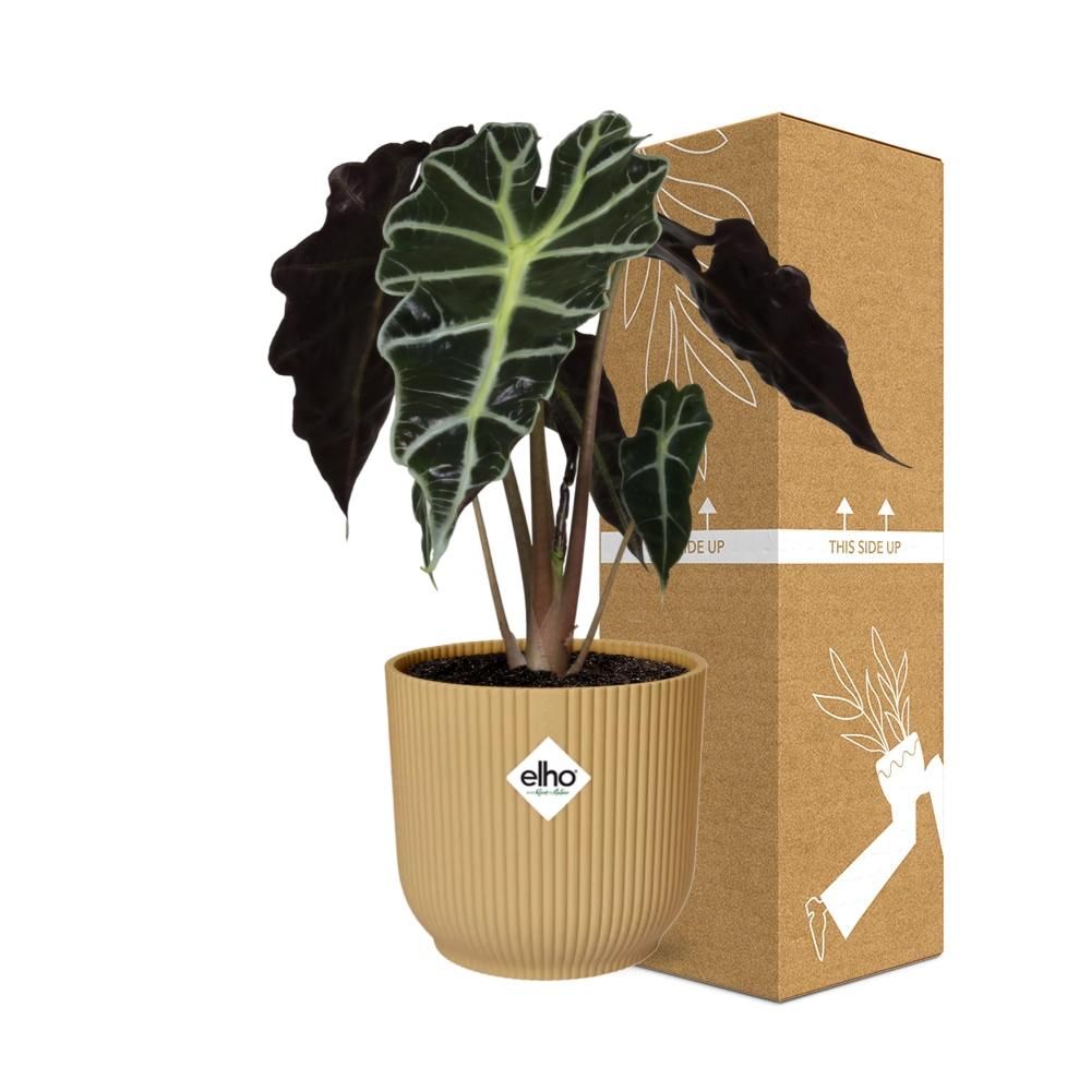 Alocasia ‘Polly’ in ELHO Vibes Fold 14cm geel (21703)