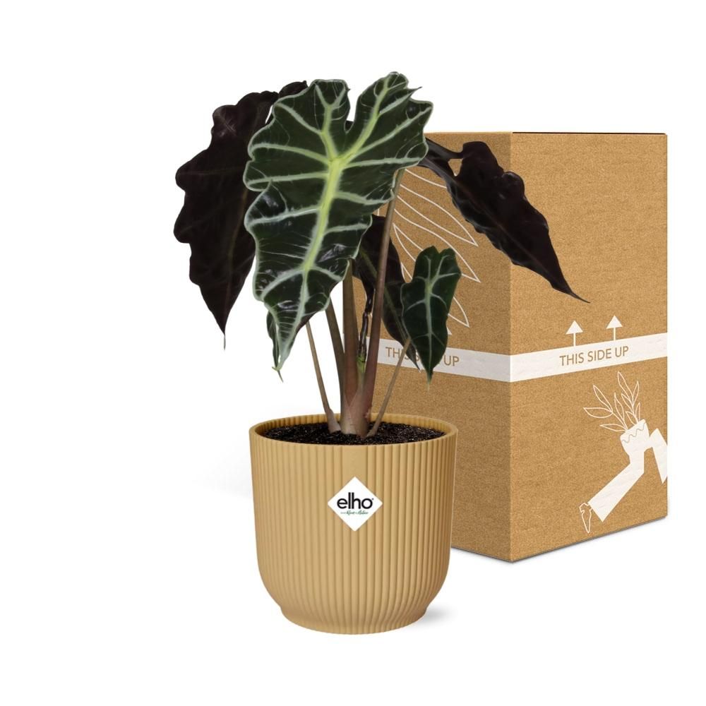 Alocasia ‘Polly’ in ELHO Vibes Fold 14cm geel (21703)