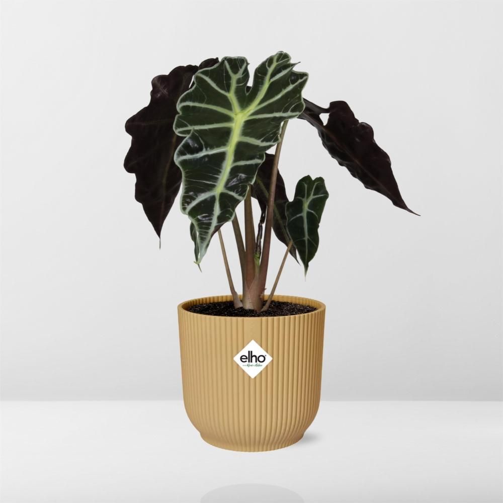 Alocasia ‘Polly’ in ELHO Vibes Fold 14cm geel (21703)