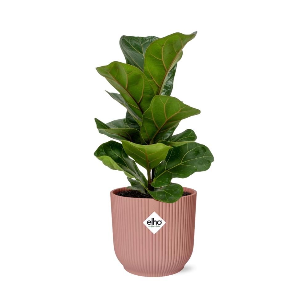 Ficus Lyrata ‘Bambino’ in ELHO Vibes Fold 14cm roze (21734)