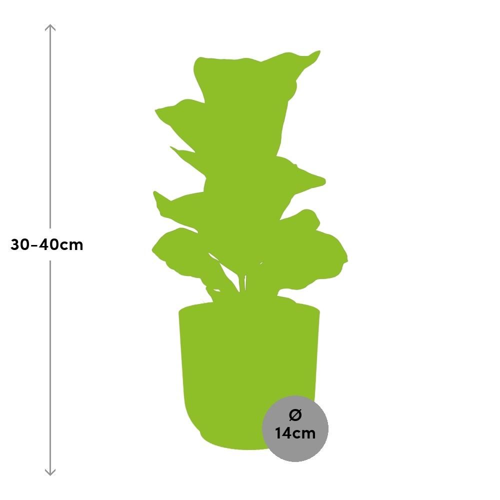 Ficus Lyrata ‘Bambino’ in ELHO Vibes Fold 14cm roze (21734)