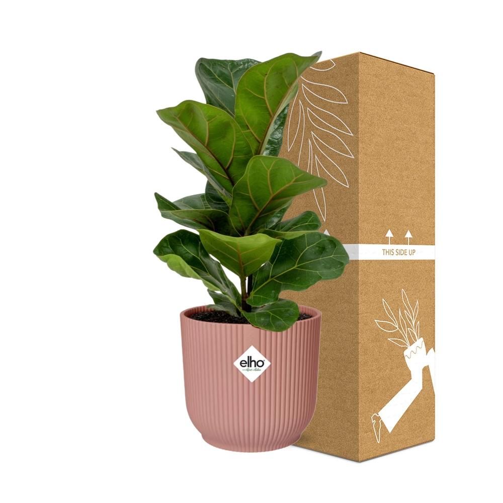 Ficus Lyrata ‘Bambino’ in ELHO Vibes Fold 14cm roze (21734)