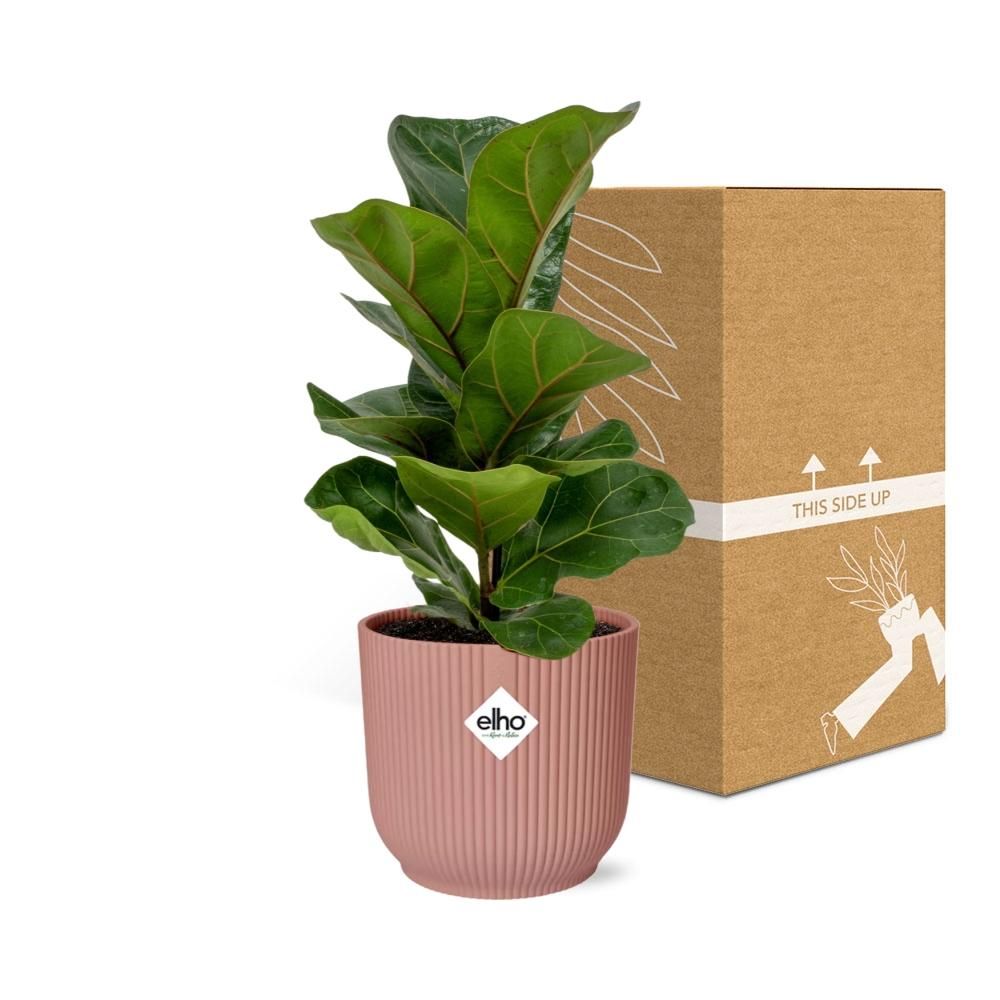 Ficus Lyrata ‘Bambino’ in ELHO Vibes Fold 14cm roze (21734)