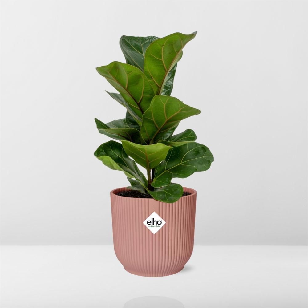 Ficus Lyrata ‘Bambino’ in ELHO Vibes Fold 14cm roze (21734)