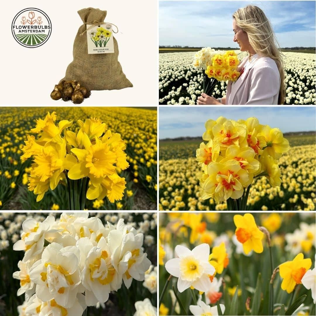 Flowerbulbs amsterdam Medium Narcissus Mix - Duurzame voordeelzak, 50 bloembollen voor 1 m2 bloemenpracht - Maat 12/14 (8720938490873)