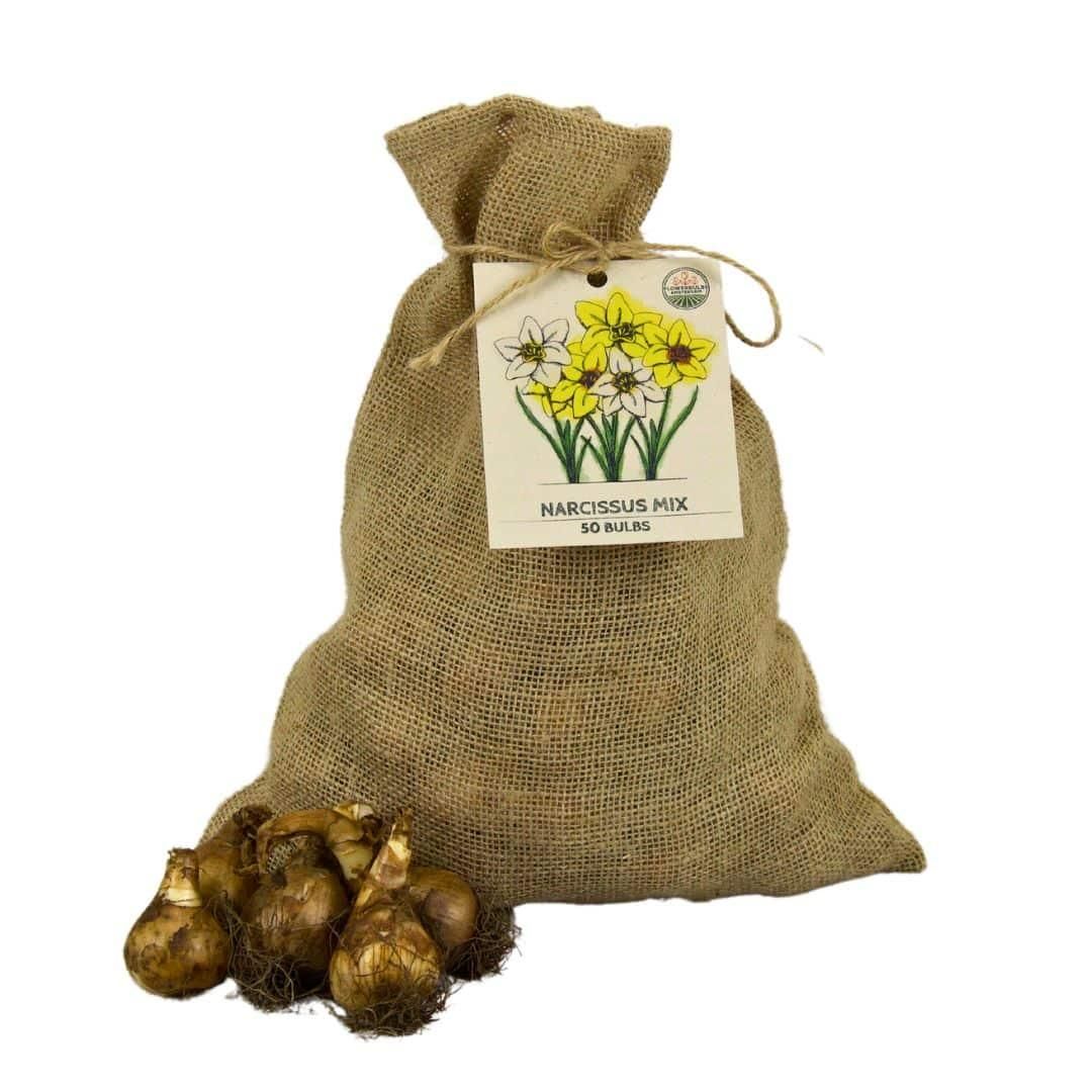 Flowerbulbs amsterdam Medium Narcissus Mix - Duurzame voordeelzak, 50 bloembollen voor 1 m2 bloemenpracht - Maat 12/14 (8720938490873)