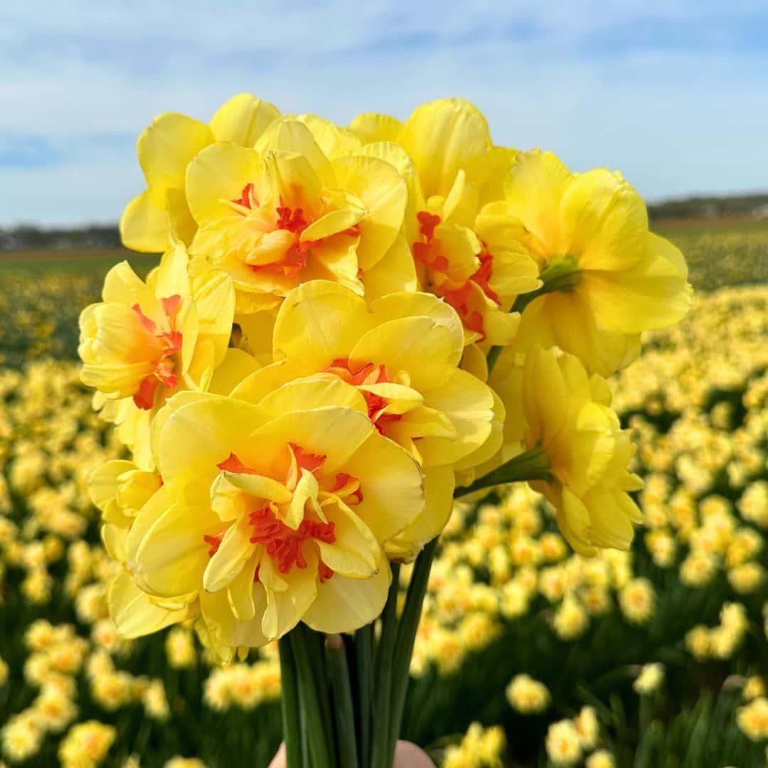 Flowerbulbs amsterdam Medium Narcissus Mix - Duurzame voordeelzak, 50 bloembollen voor 1 m2 bloemenpracht - Maat 12/14 (8720938490873)