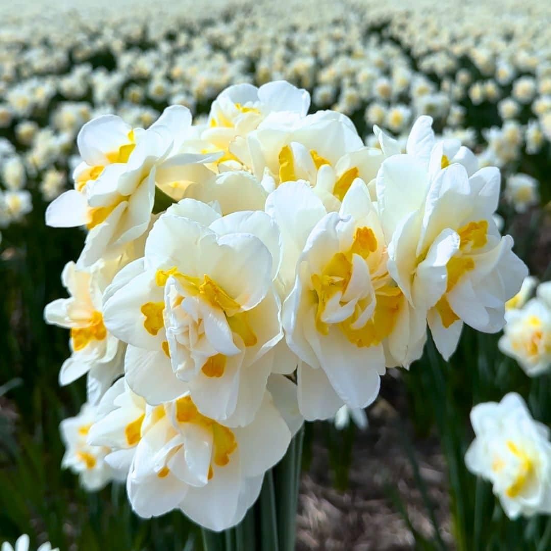 Flowerbulbs amsterdam Medium Narcissus Mix - Duurzame voordeelzak, 50 bloembollen voor 1 m2 bloemenpracht - Maat 12/14 (8720938490873)