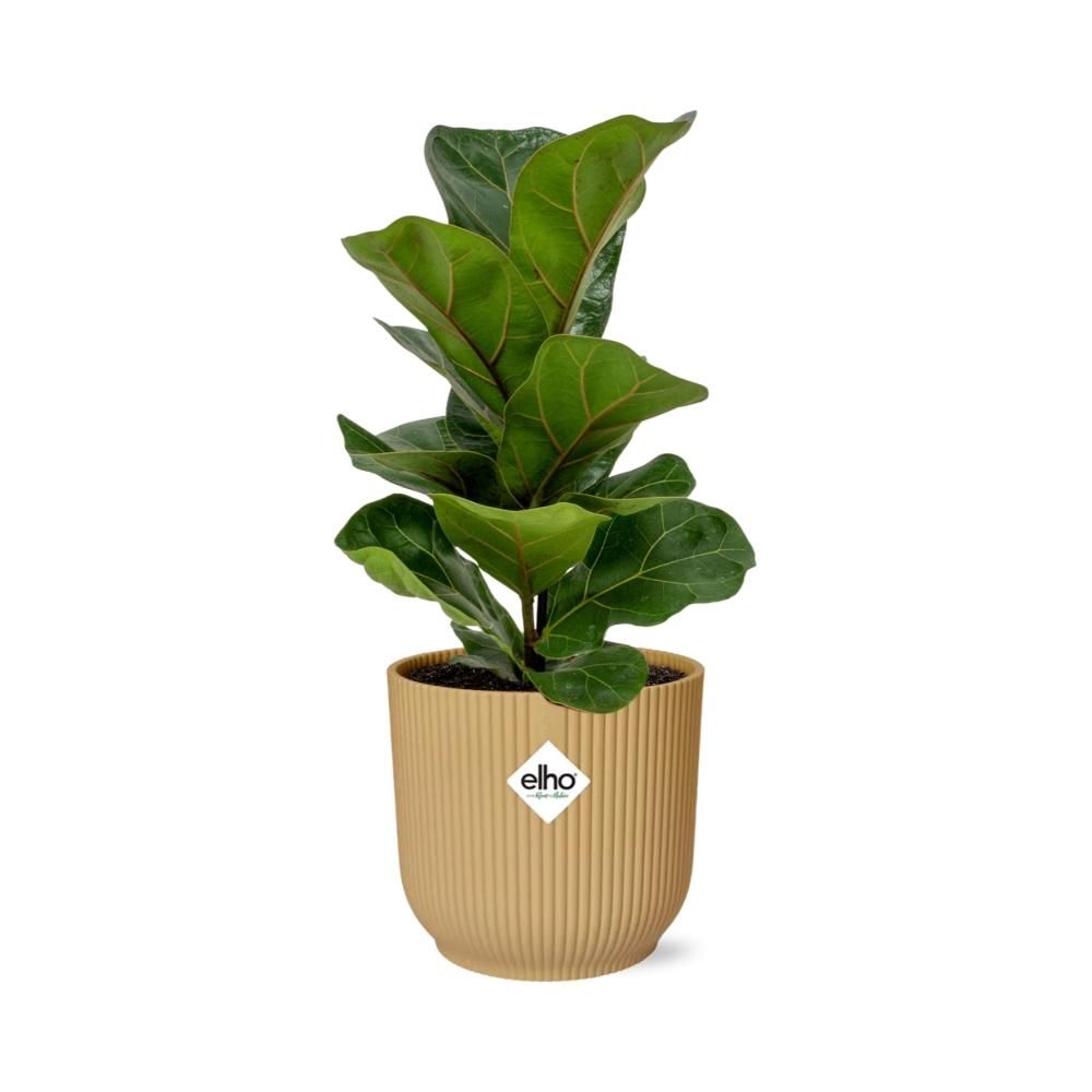 Ficus Lyrata ‘Bambino’ in ELHO Vibes Fold 14cm geel (21699)