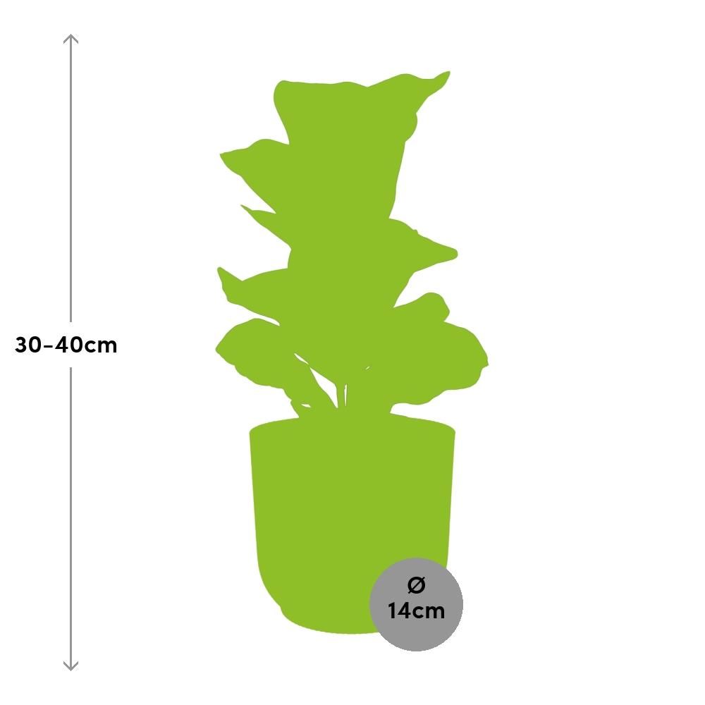 Ficus Lyrata ‘Bambino’ in ELHO Vibes Fold 14cm geel (21699)