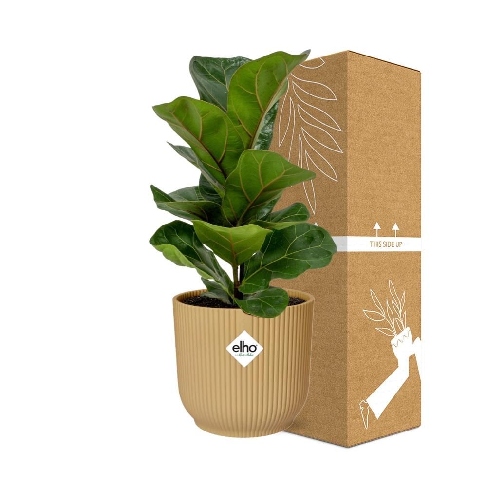 Ficus Lyrata ‘Bambino’ in ELHO Vibes Fold 14cm geel (21699)