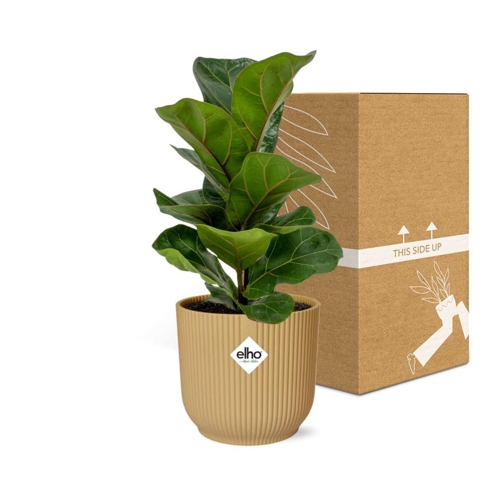Ficus Lyrata ‘Bambino’ in ELHO Vibes Fold 14cm geel (21699)