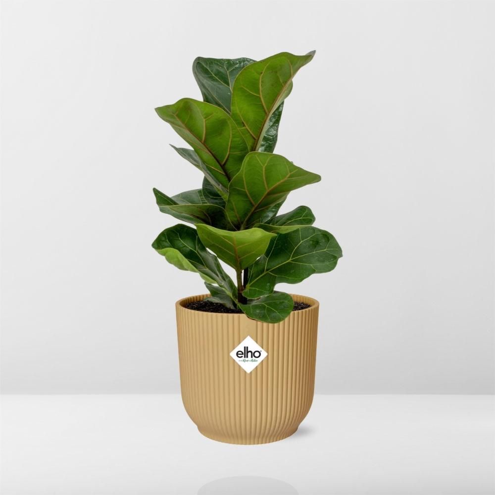 Ficus Lyrata ‘Bambino’ in ELHO Vibes Fold 14cm geel (21699)