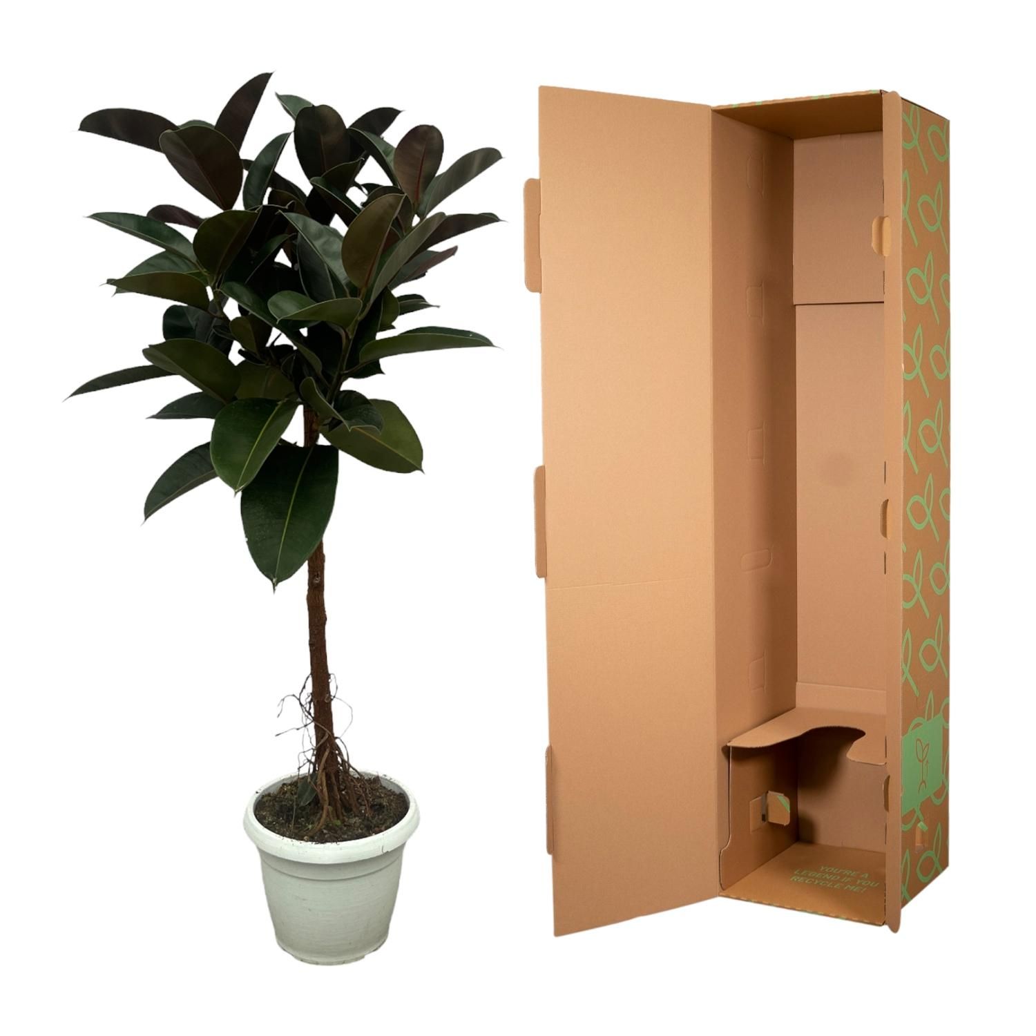 Ficus Elastica Robusta stam - 130 cm - Ø24cm (8721081685345)
