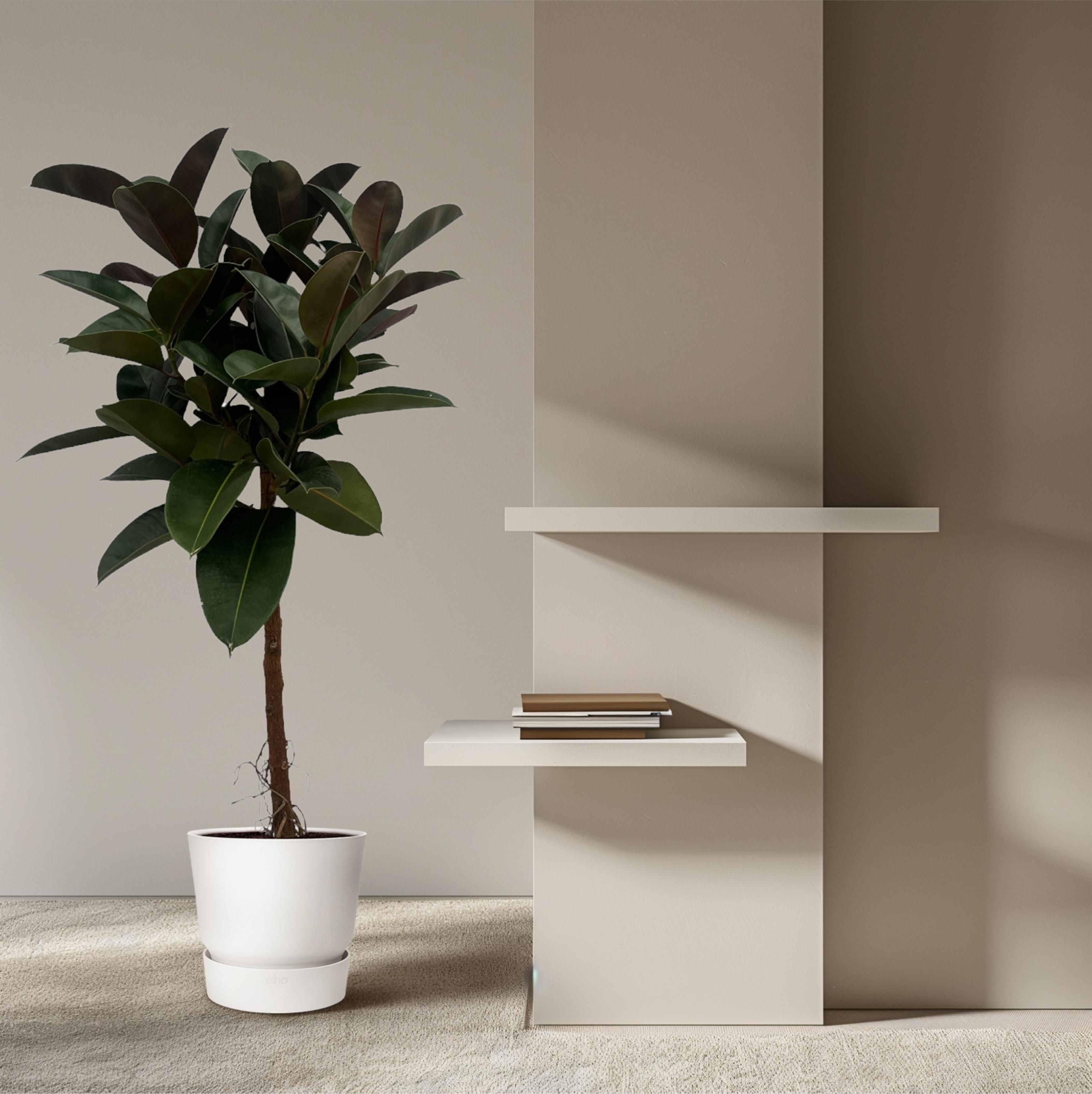 Ficus Elastica Robusta stam - 130 cm - Ø24cm (8721081685345)