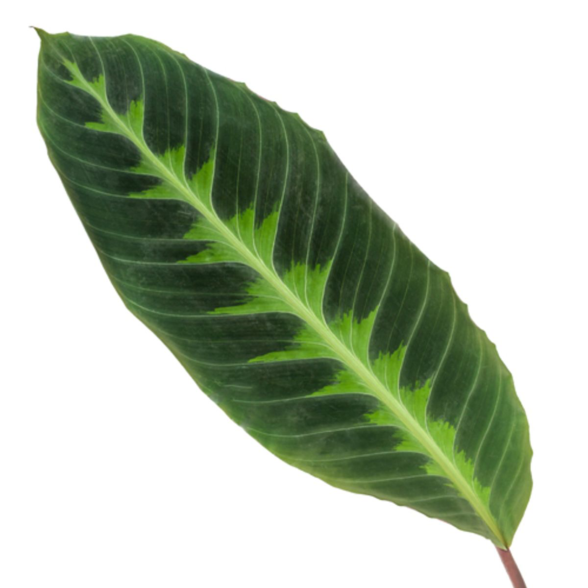 Calathea Warscewiczii - 100 cm - Ø21cm (8721081685789)