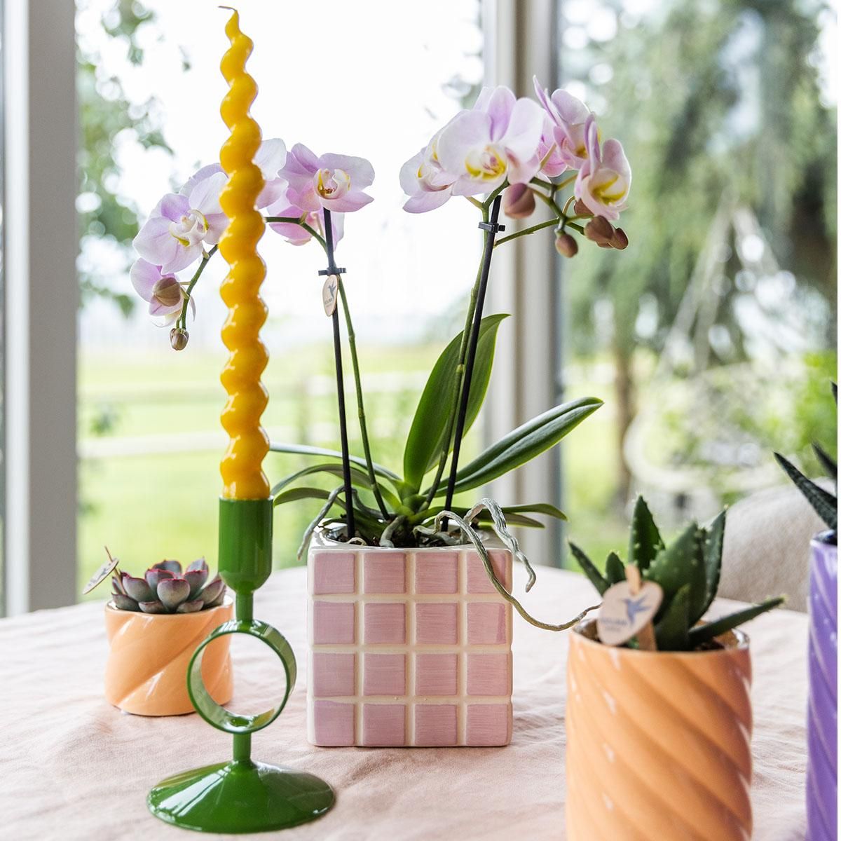 roze phalaenopsis orchidee Portugal + Mosa sierpot roze (8785279223283)