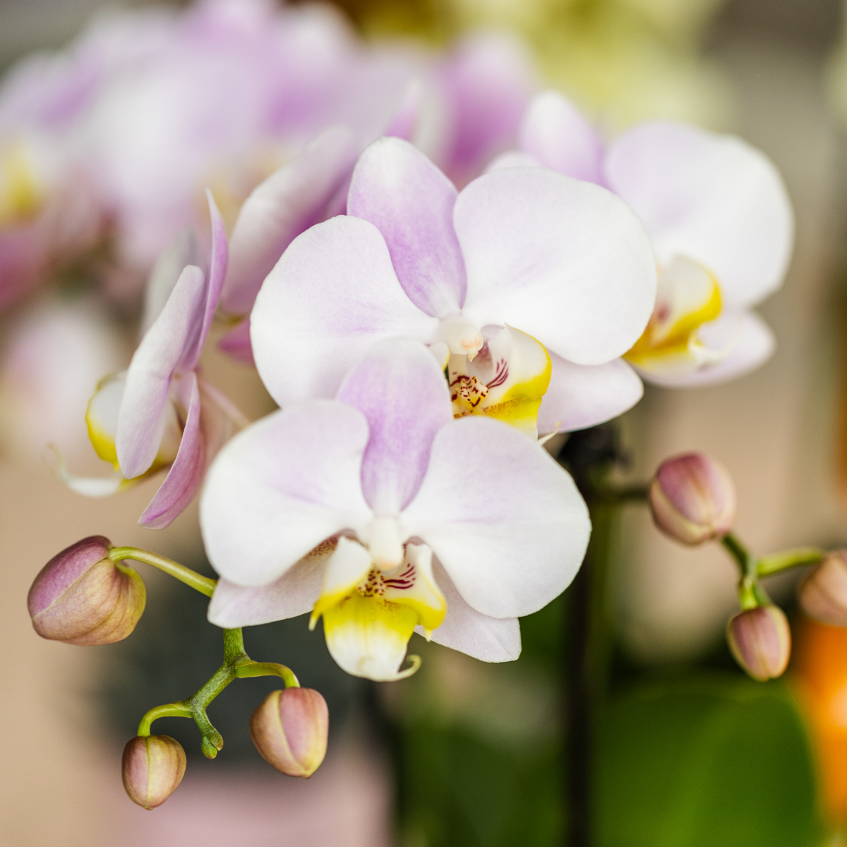 roze phalaenopsis orchidee Portugal + Mosa sierpot roze (8785279223283)