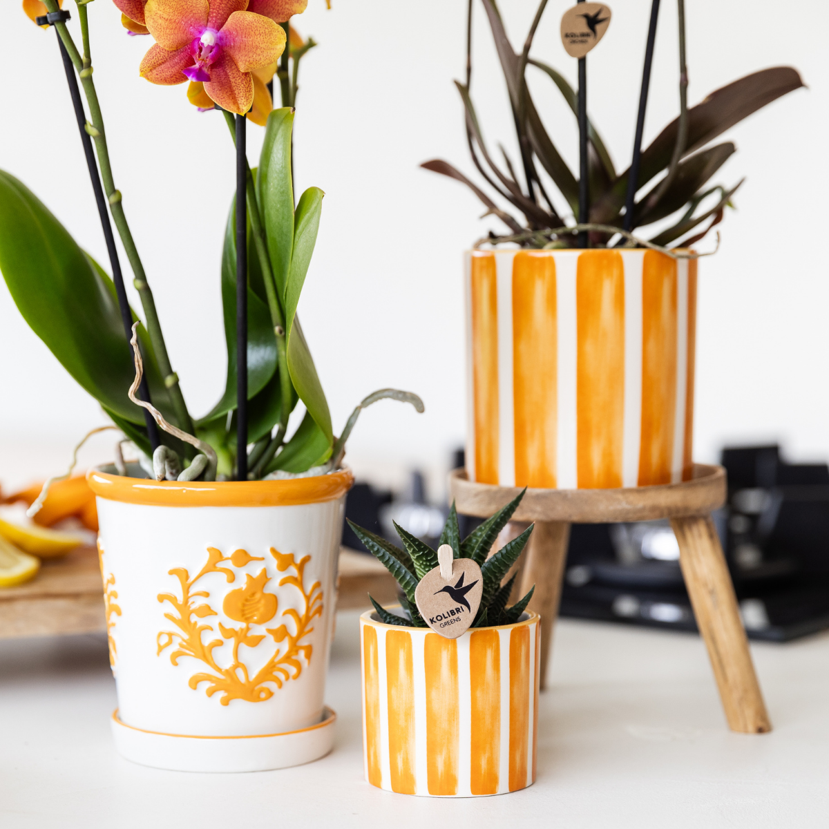 oranje Phalaenopsis orchidee - Jamaica + Painted Stripe pot oranje (8785279223047)