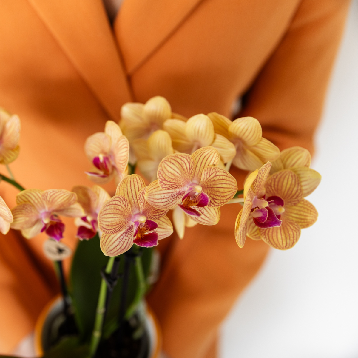 oranje Phalaenopsis orchidee - Jamaica + Painted Stripe pot oranje (8785279223047)
