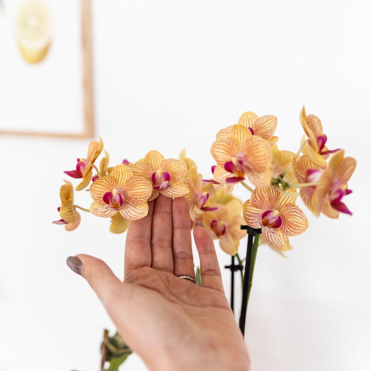 oranje Phalaenopsis orchidee - Jamaica + Painted Stripe pot oranje (8785279223047)