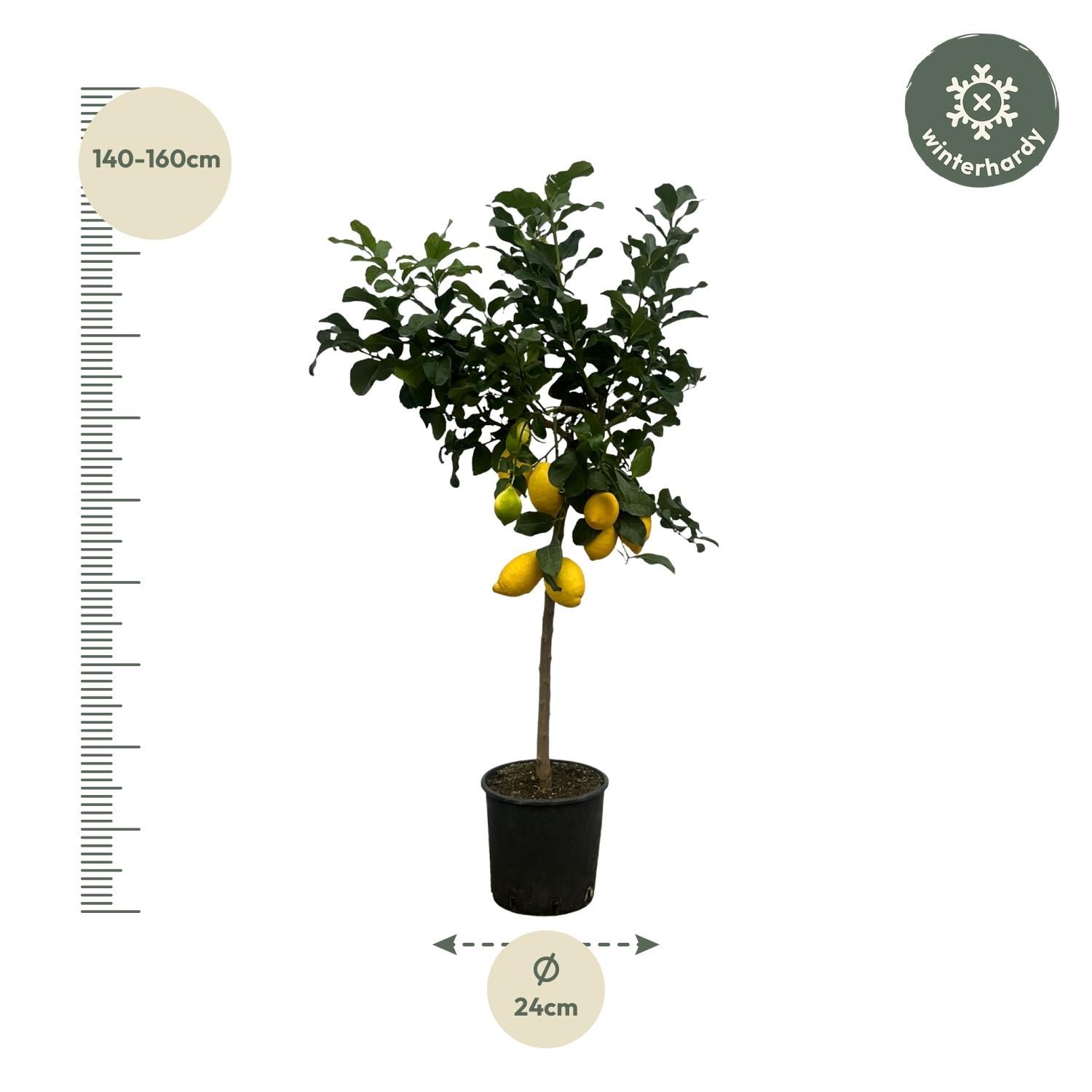Citrus Lemon (Citroenboom) - 150 cm - Ø24cm (8721081685376)