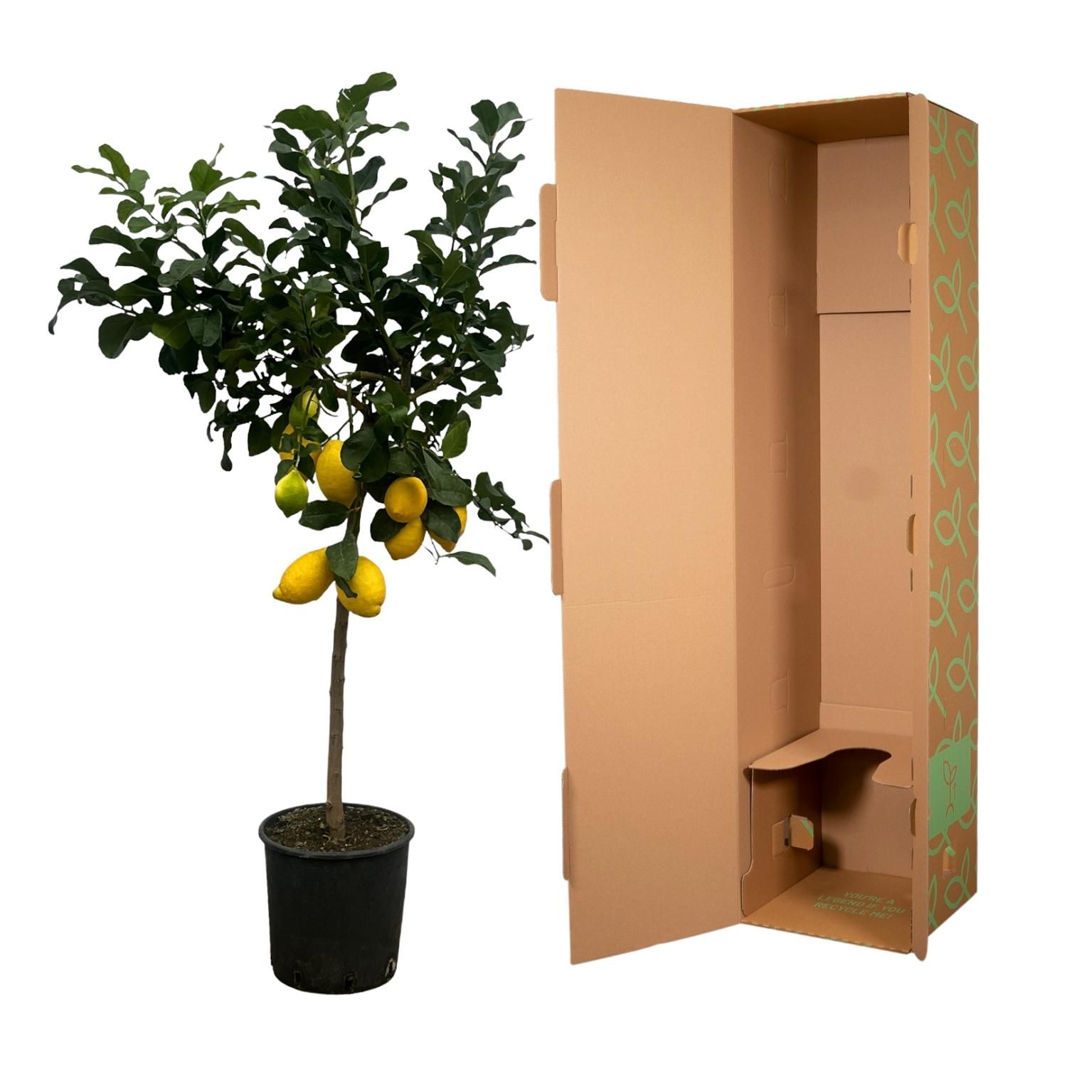 Citrus Lemon (Citroenboom) - 150 cm - Ø24cm (8721081685376)