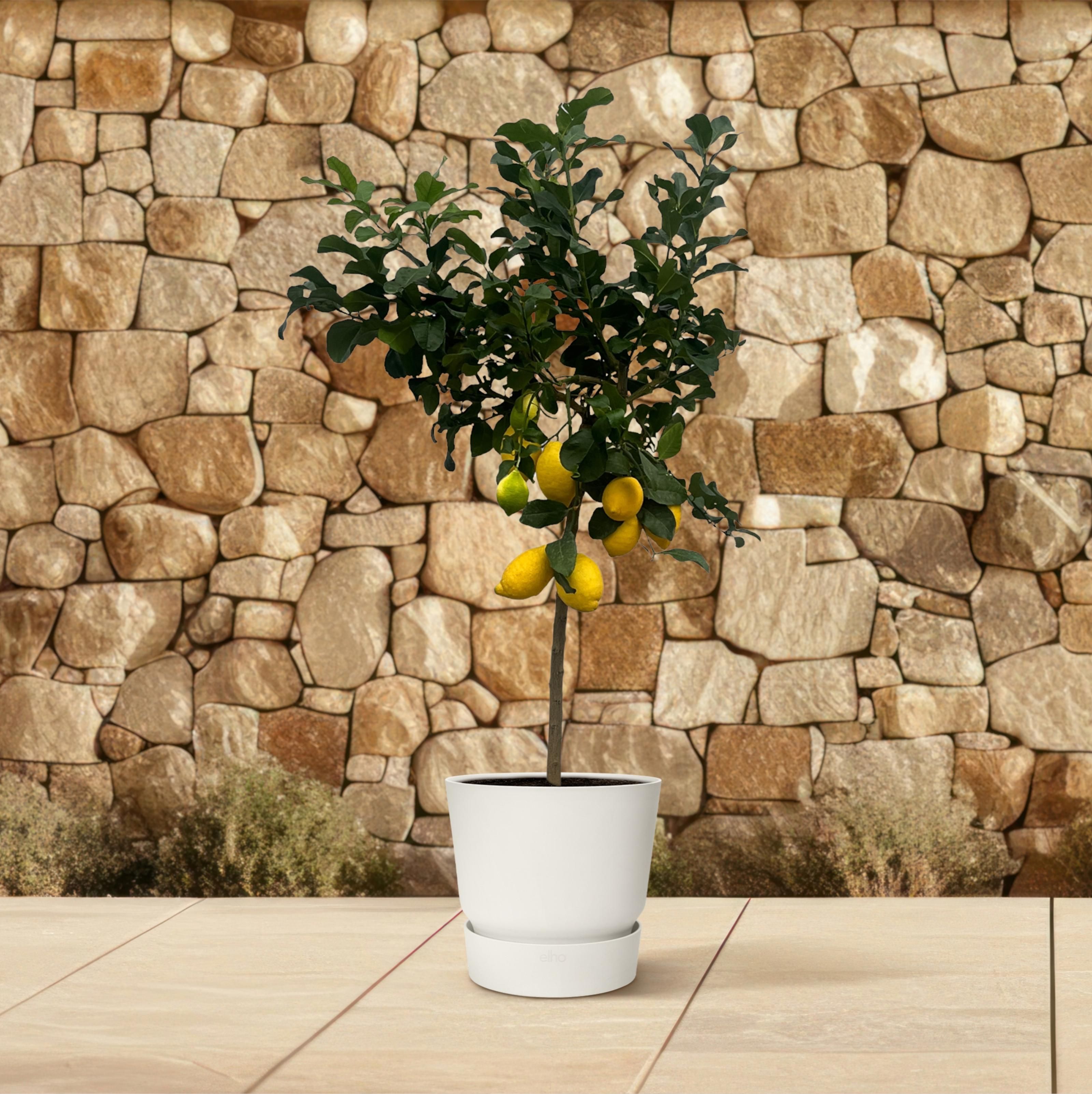 Citrus Lemon (Citroenboom) - 150 cm - Ø24cm (8721081685376)