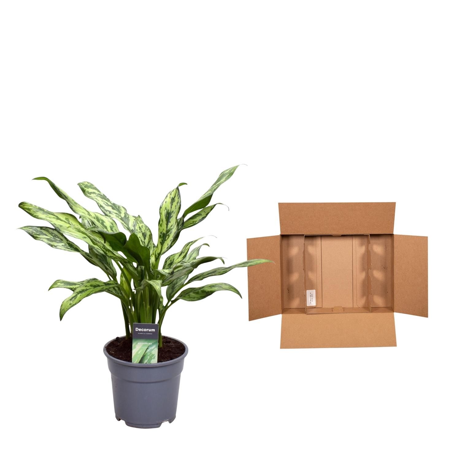 Aglaonema Juliette - 40 cm - ø12 (8721081685161)