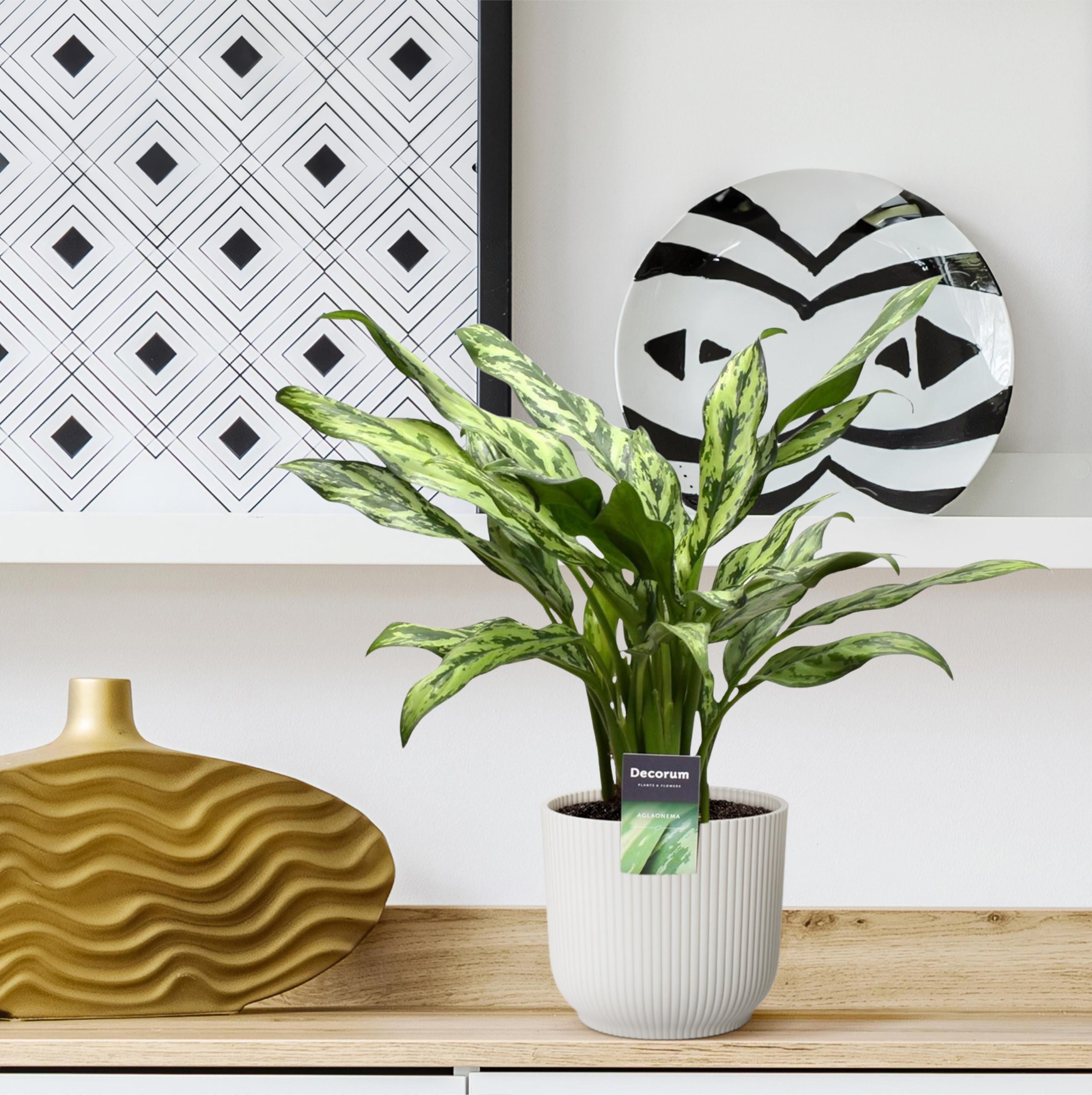 Aglaonema Juliette - 40 cm - ø12 (8721081685161)