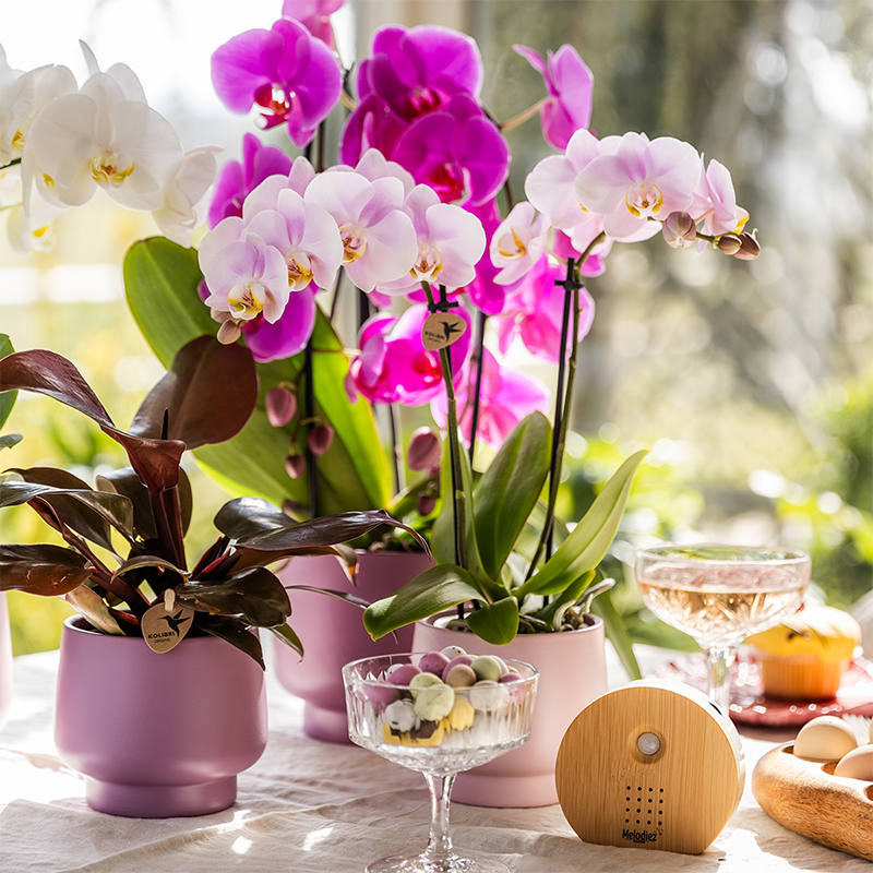 COMBI DEAL van 2 Phalaenopsis orchideeën - Portugal (50876)