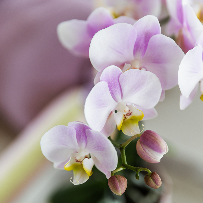 COMBI DEAL van 2 Phalaenopsis orchideeën - Portugal (50876)