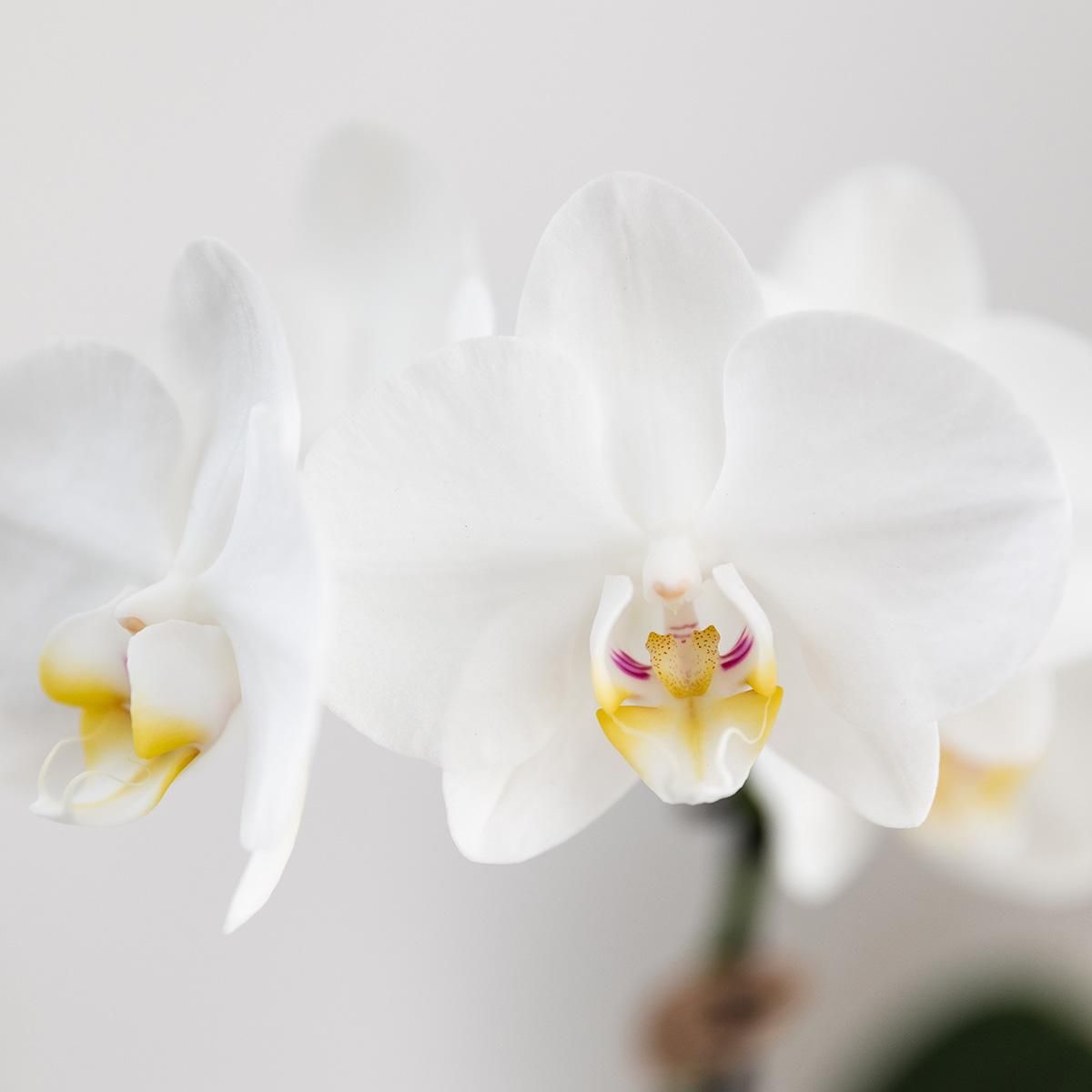 Gift set Untamed Nature small | Groene plant met witte Phalaenopsis orchidee Amabilis in Jaguar sierpotten op bamboe dienblad (8785279223689)
